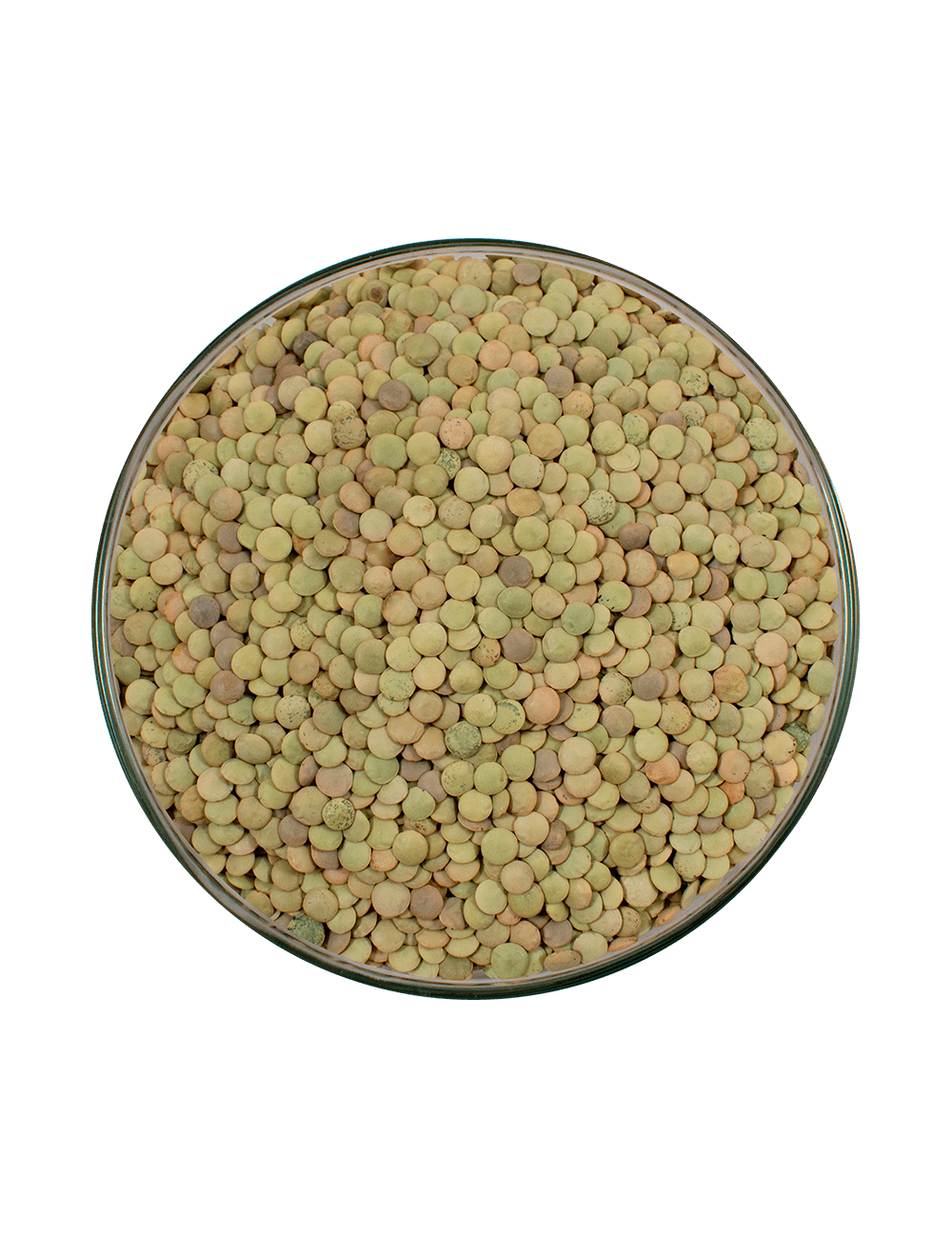 LENTEJA-CASTELLANA-00