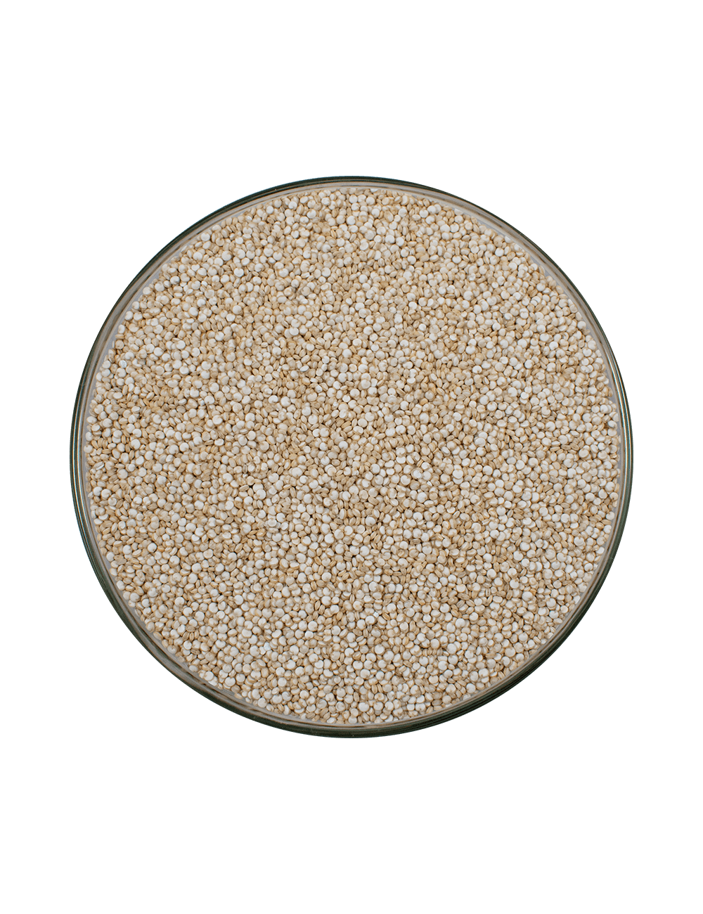 P-QUINOA BLANCA